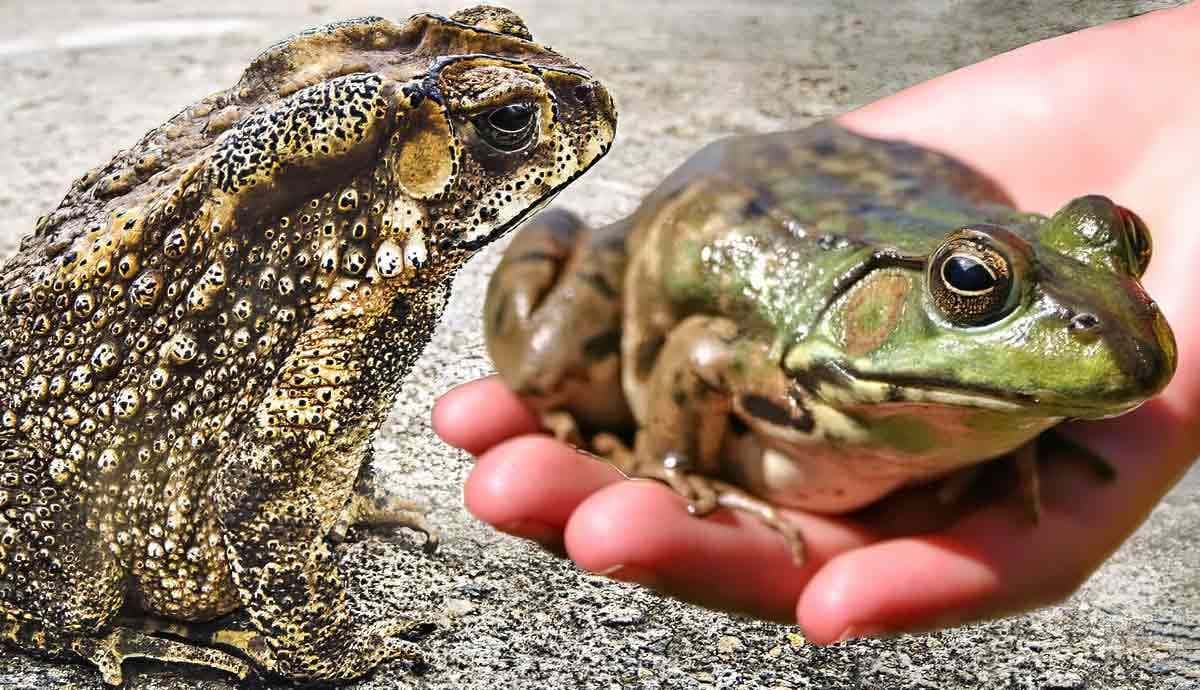 Toad vs. Frog: What’s the Difference?