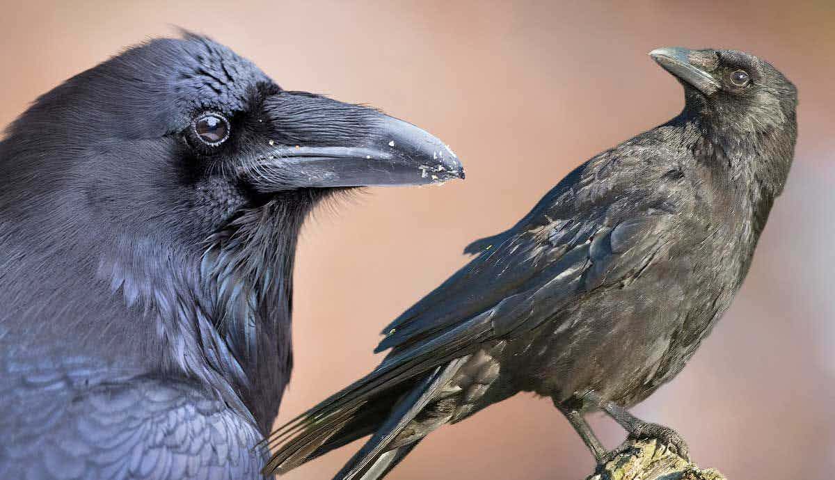 Raven vs. Crow: What’s the Difference?