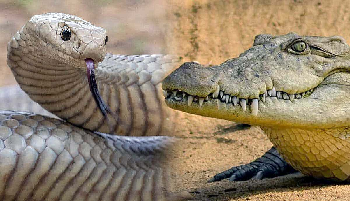 Top 5 Most Dangerous Animals in Australia