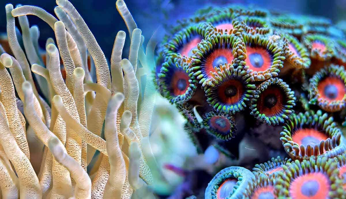 Unveiling the Truth: Are Corals Truly Animals?