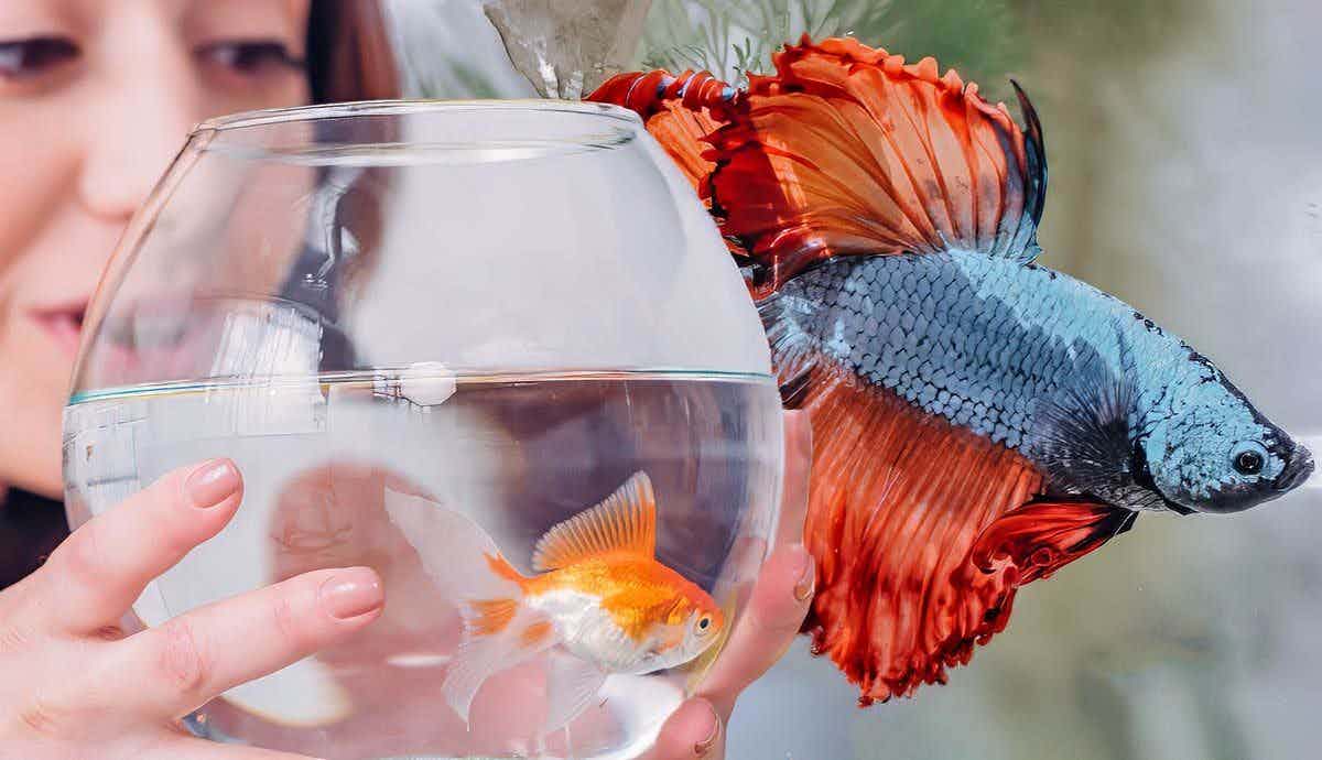 Can a Pet Fish Impact Human Mental Health?