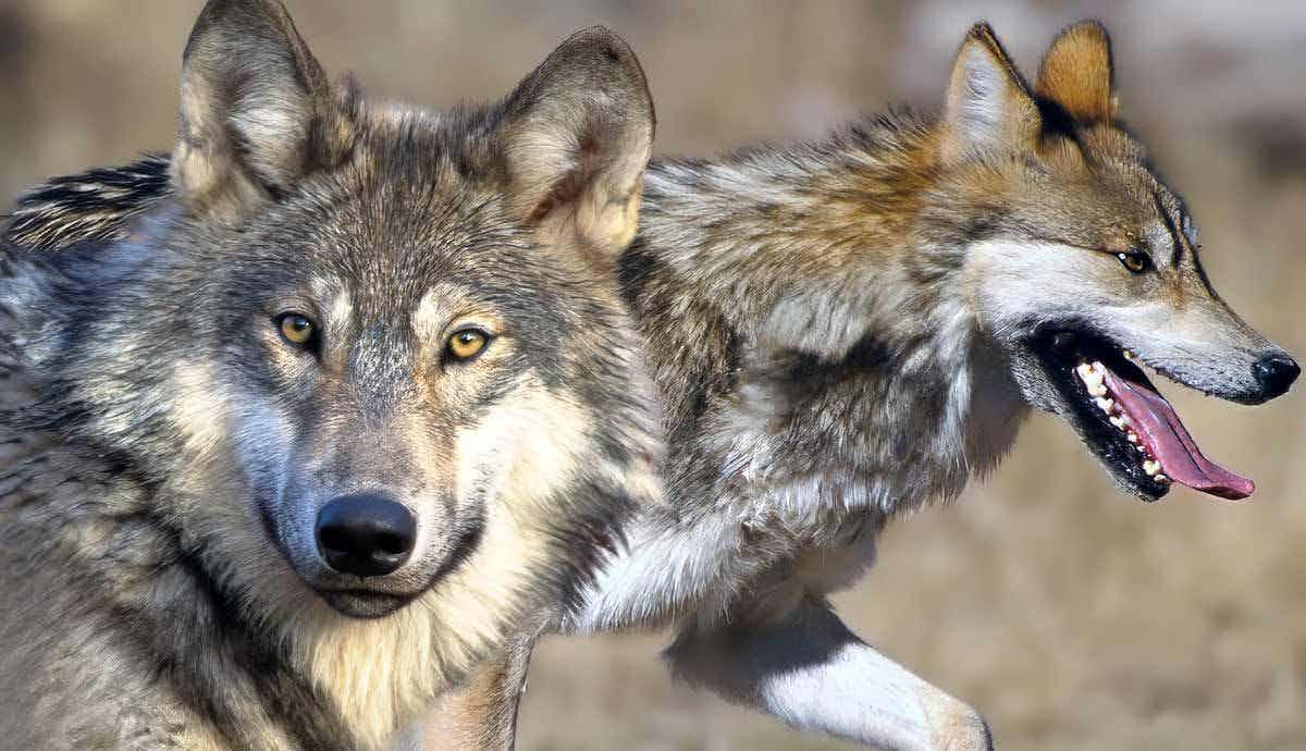 Howling Across the USA: A Guide to American Wolf Species