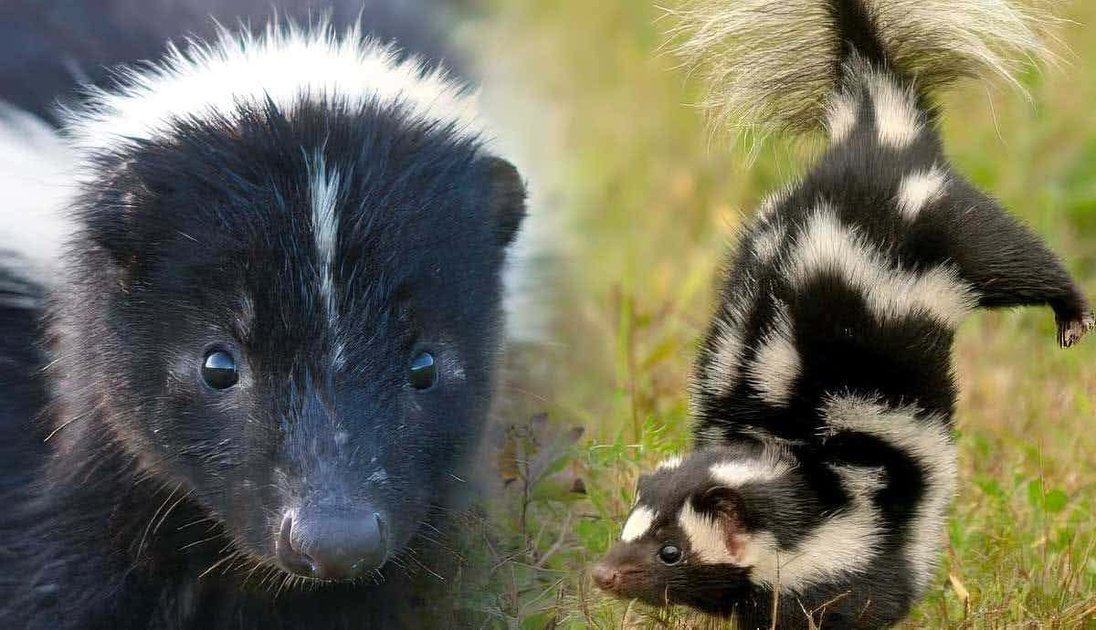 Why Do Skunks Spray? Understanding Their Unique Defense