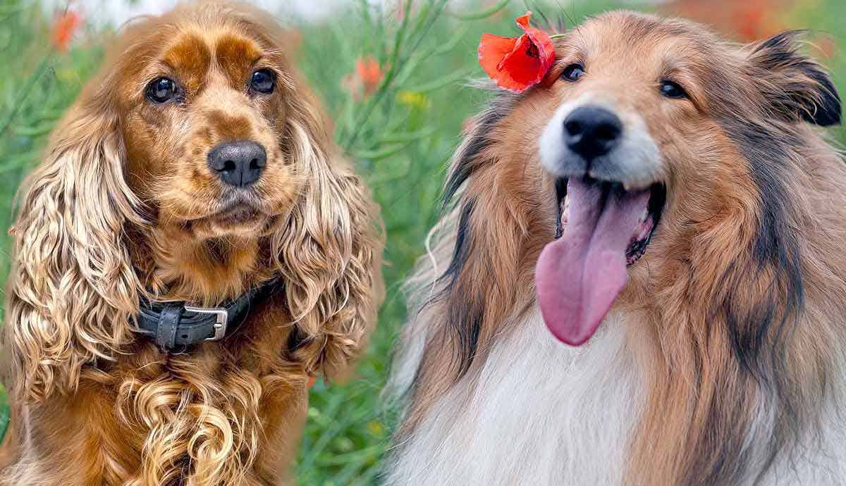 7 Most Popular Dog Breeds for Families with Children