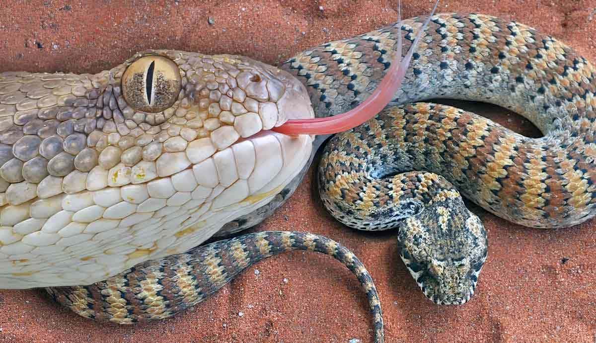 The 5 Most Venomous Vipers in the World