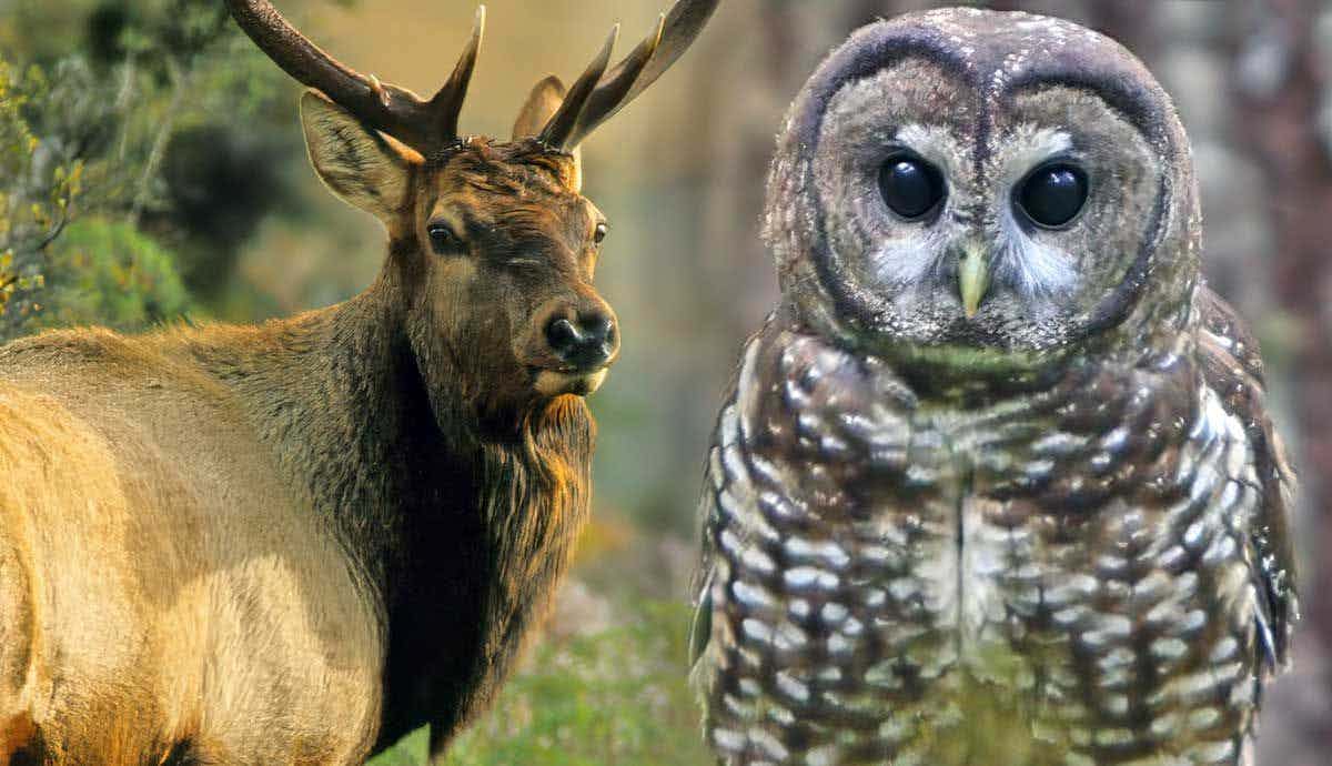 Wildlife of the Pacific Northwest: 5 Amazing Animals