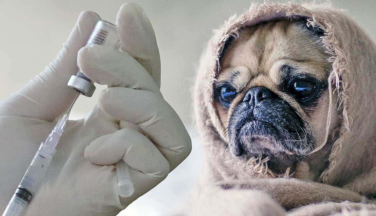 Kennel Cough in Dogs: Signs, Symptoms, and Treatments
