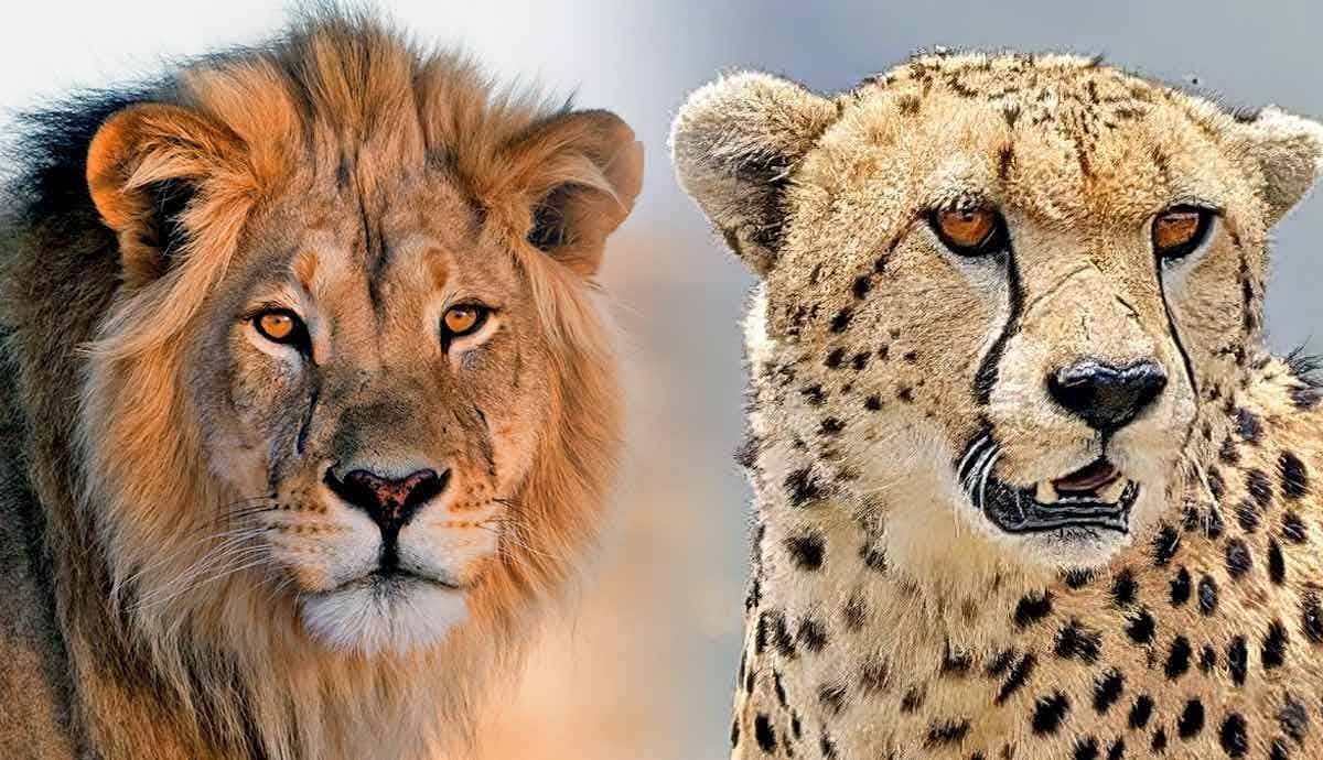 5 Amazing Animals Unique to Africa