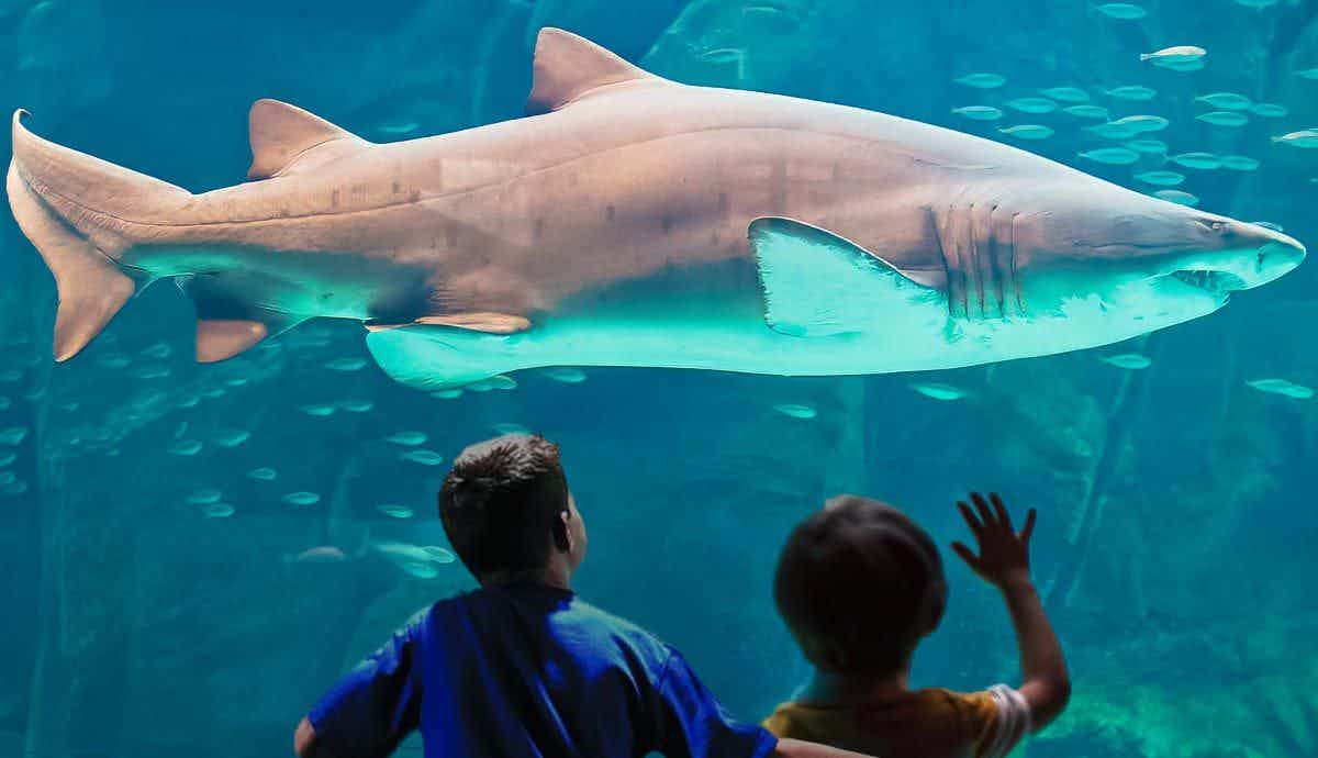 Diving Deep: Shark Facts Every Kid Should Know