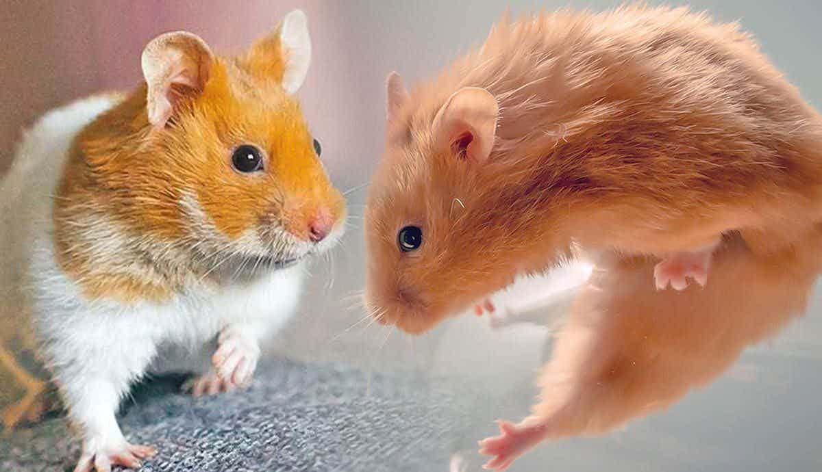 12 Surprising Hamster Facts