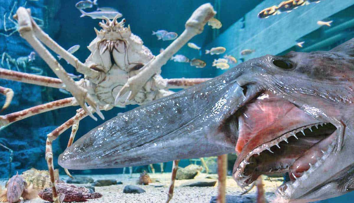 4 Scariest Deep Sea Creatures Ever Discovered