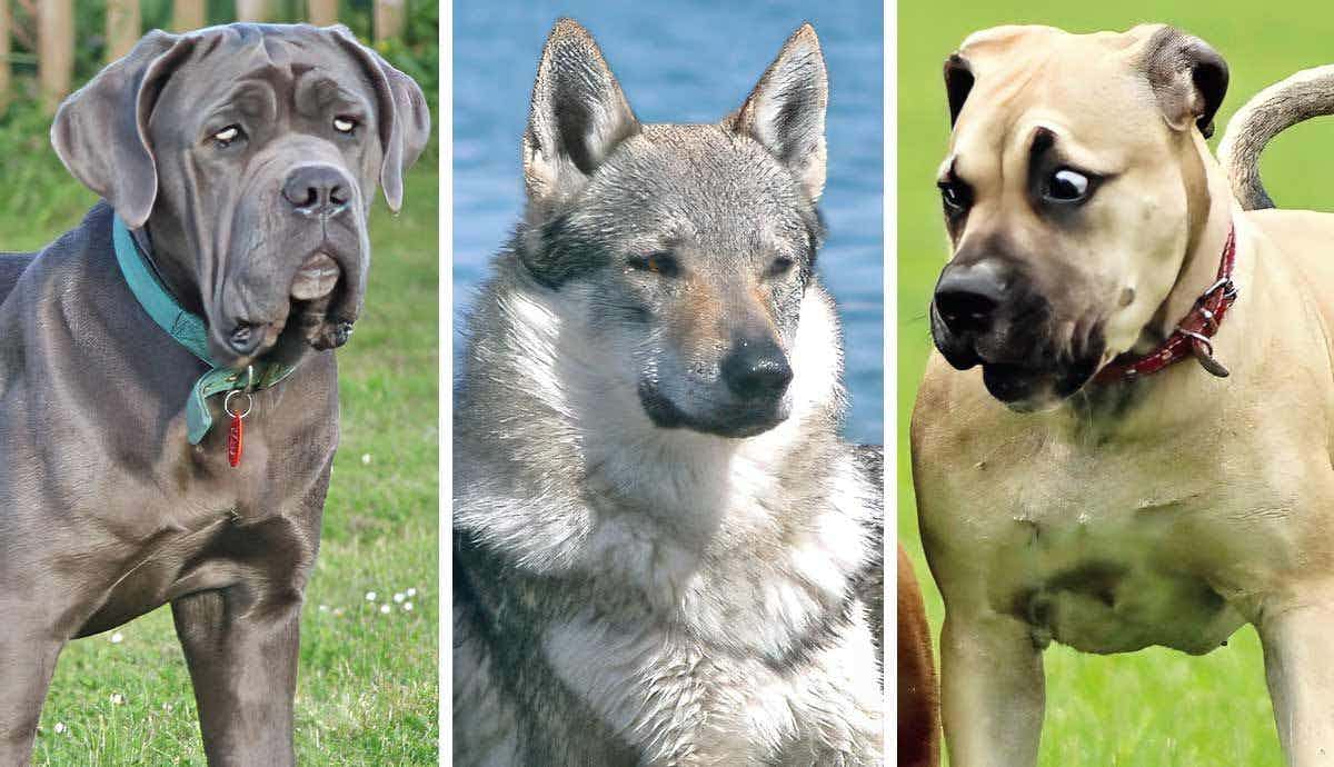 10 Banned Dog Breeds to Avoid