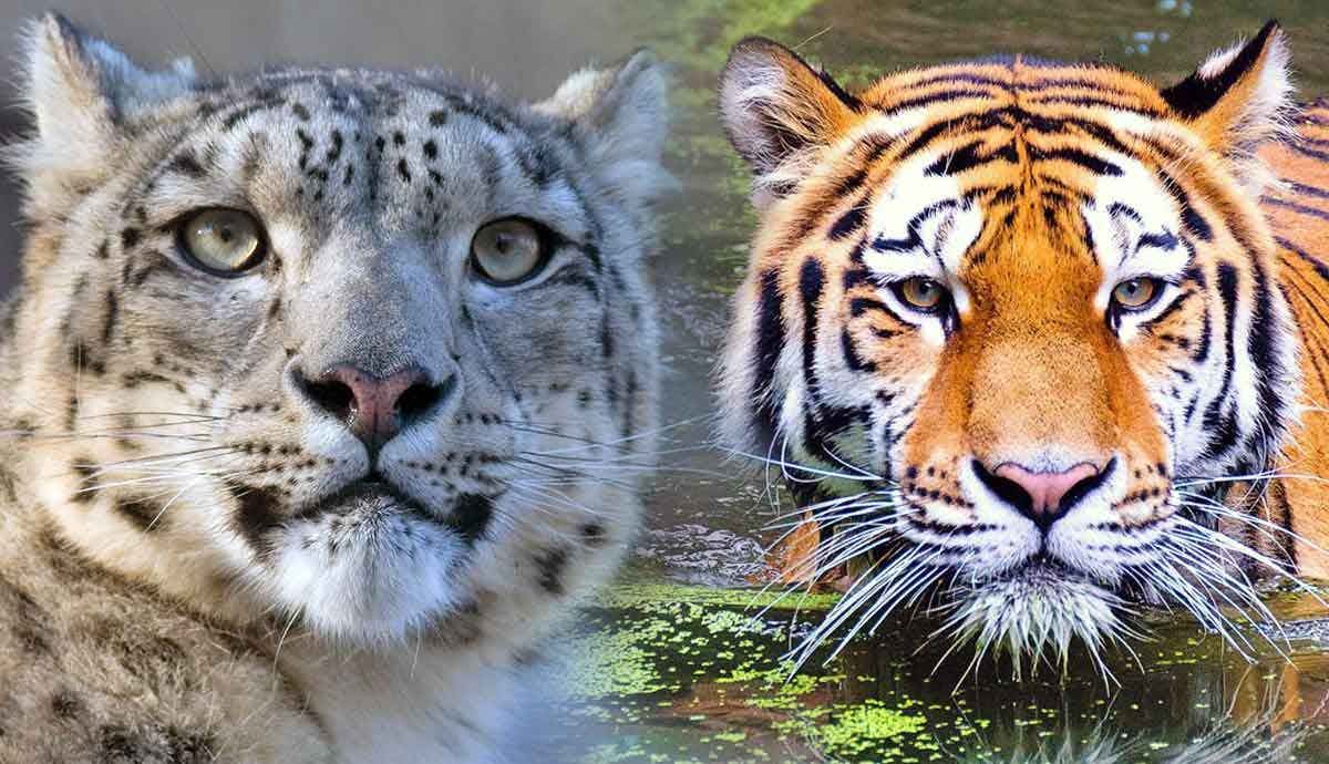 5 Amazing Animals Unique to Asia