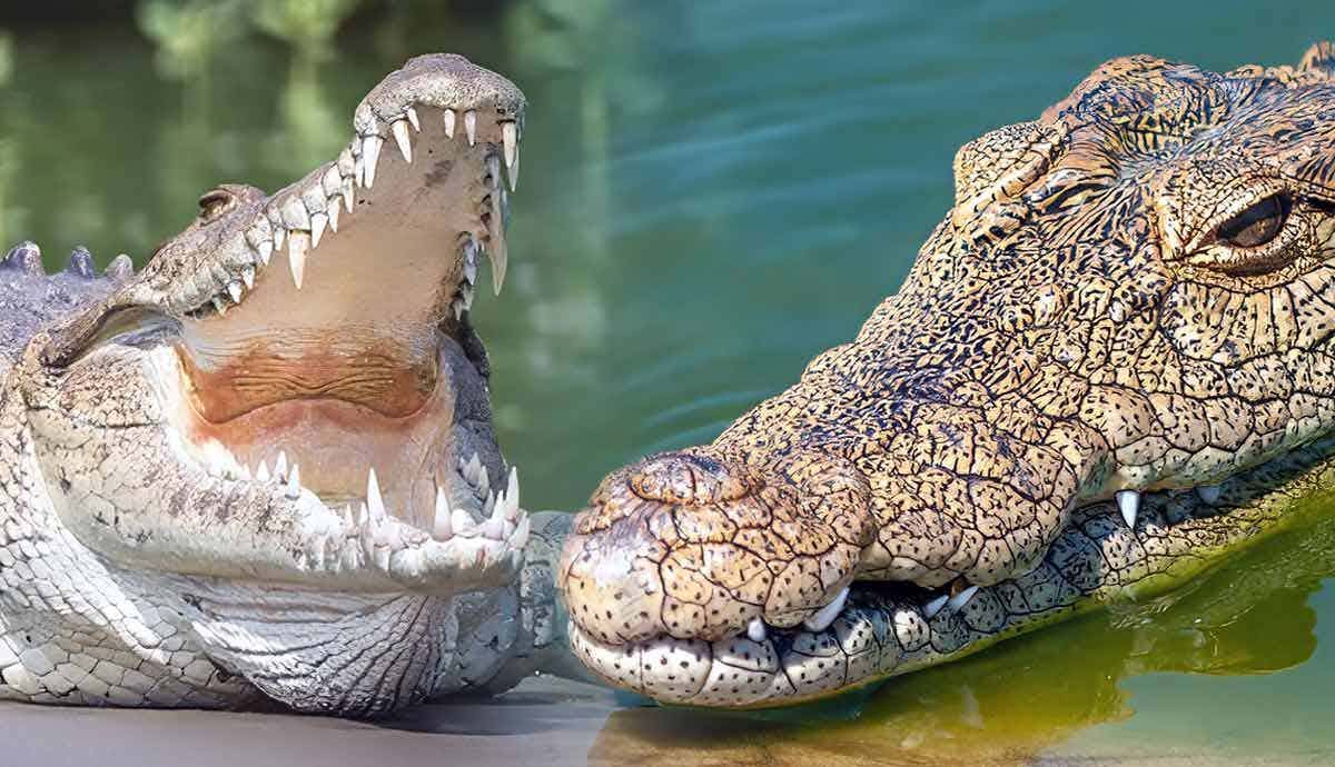 10 Fascinating Facts About Crocodiles