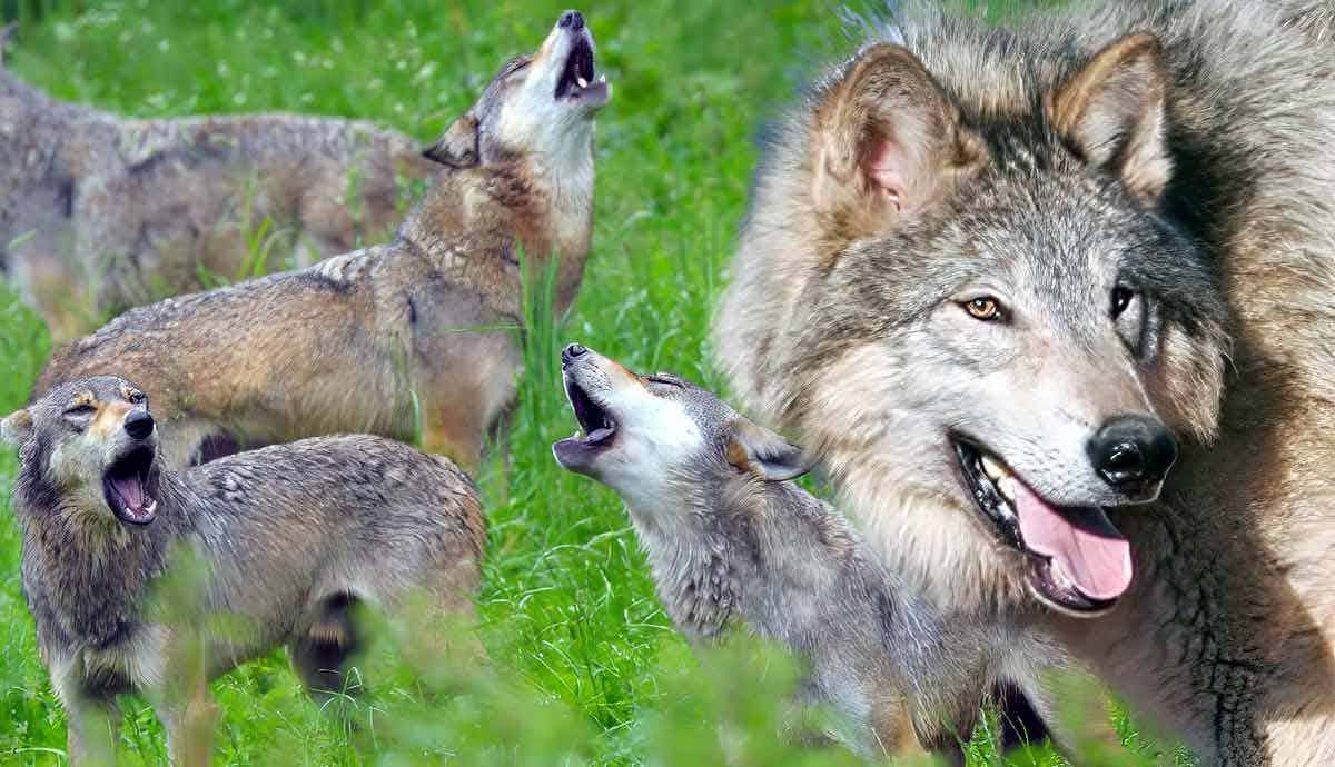 5 Fascinating Facts About the Gray Wolf