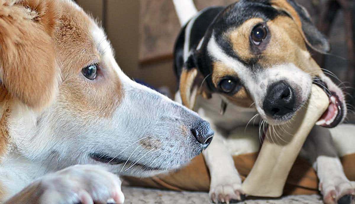 5 Tips for Managing Separation Anxiety in Dogs