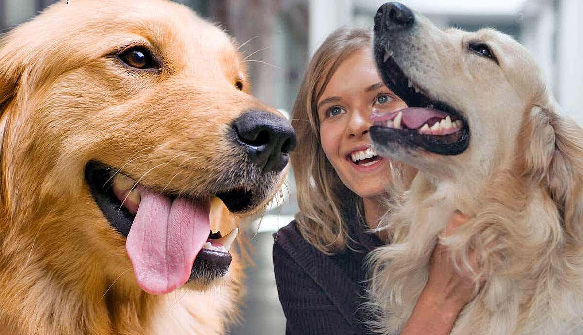 The Loyal Golden Retriever: Traits and Characteristics