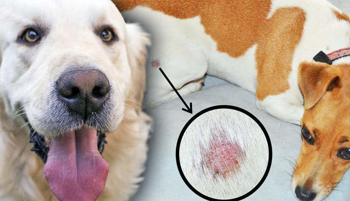 5 Most Common Skin Issues in Dogs – Causes and Treatment