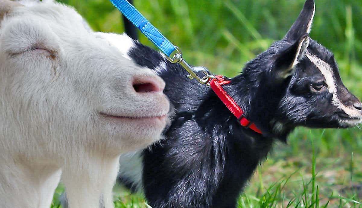 Do Goats Make Good Pets?