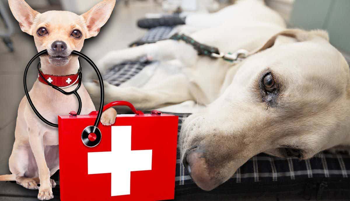 8 Things to Know About Dog First Aid