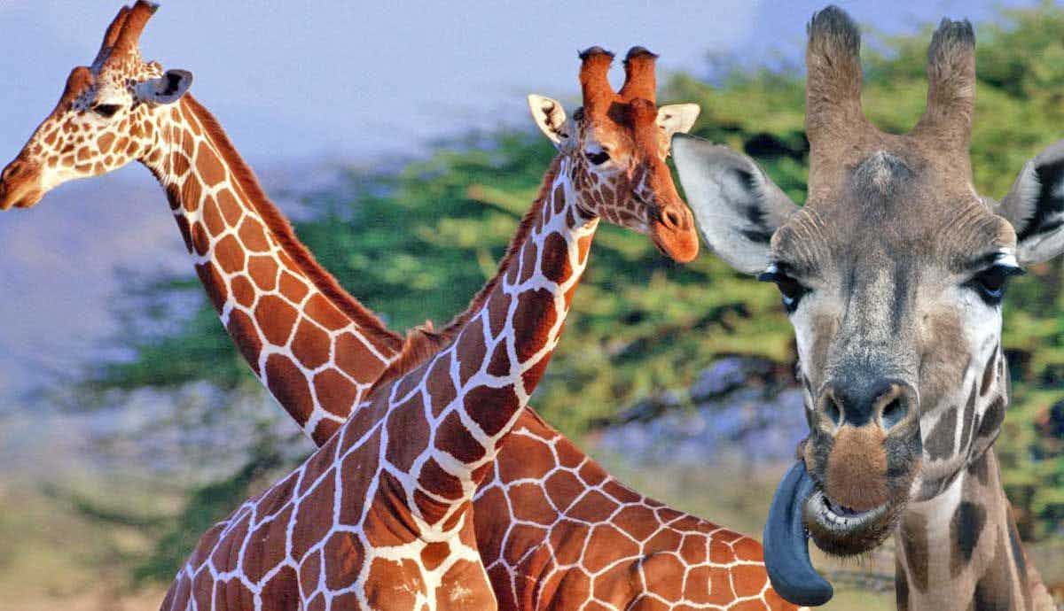 Giraffes: 6 Interesting Facts About the Tallest Animal on Earth