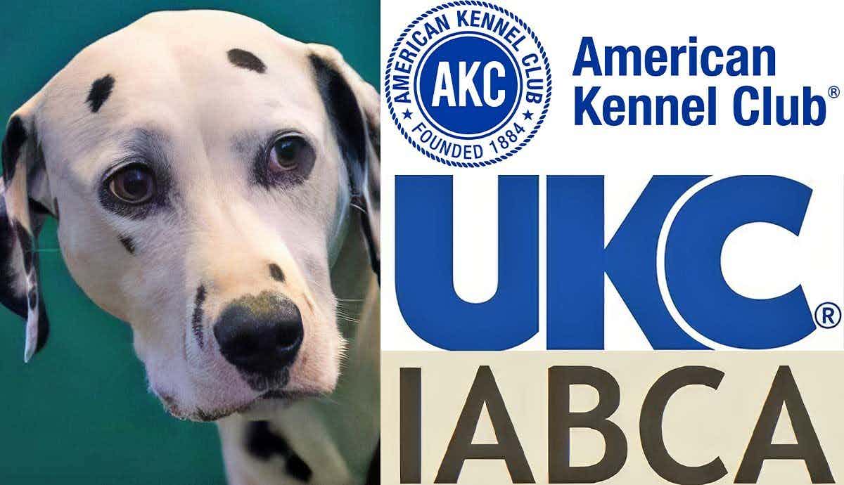 Which Club Hosts Better Dog Shows: AKC, UKC, or IABCA?