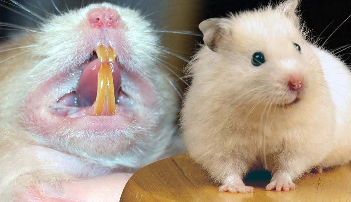 The Great Debate: Do Hamsters Bite?