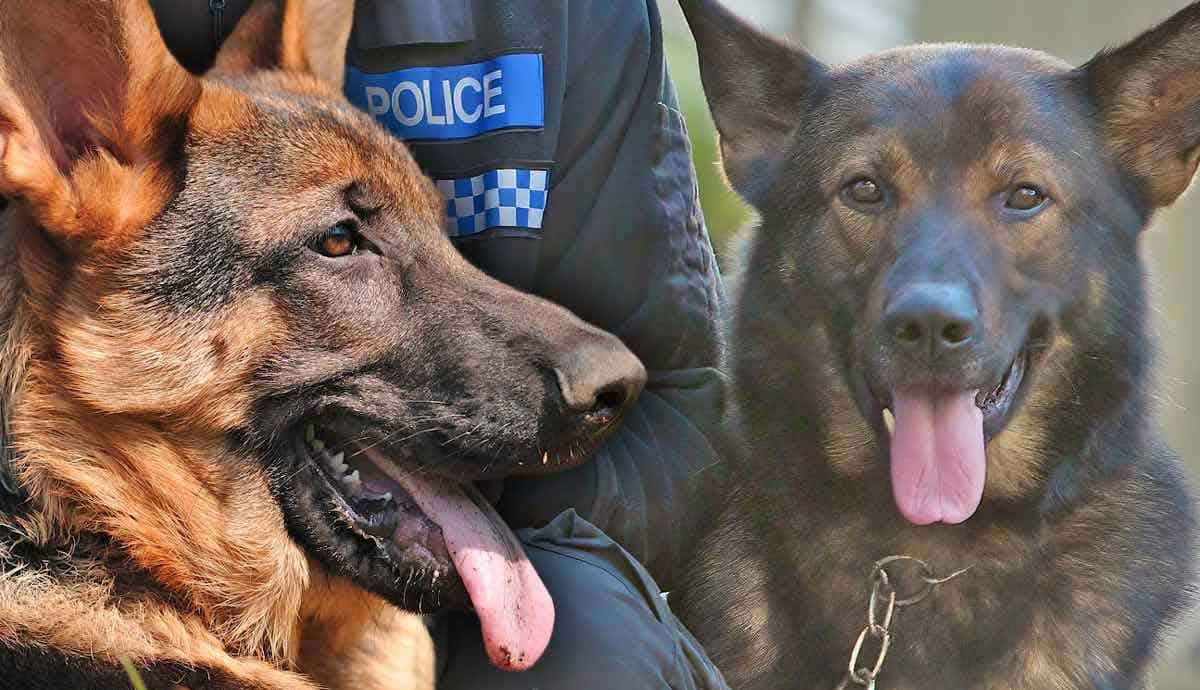 Why Are German Shepherds Trained as Police Dogs?