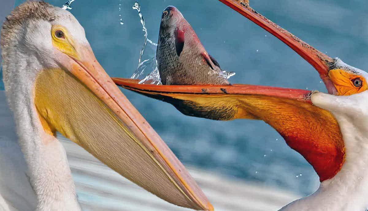 The Pelican Diet: What Do They Eat?