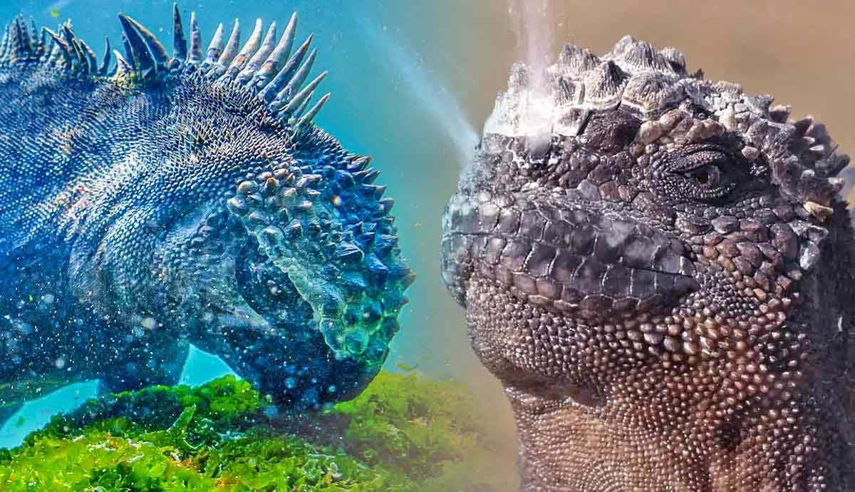 Why Do Marine Iguanas Sneeze Salt?