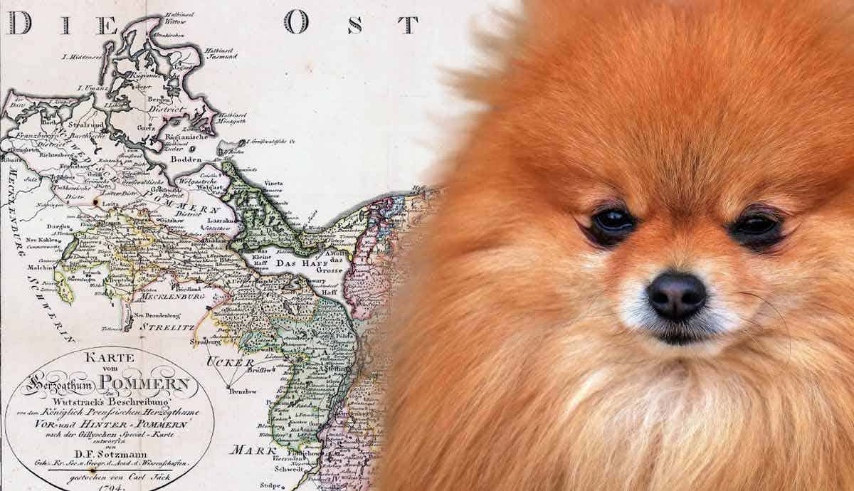 Where Did the Pomeranian Breed Originate From?