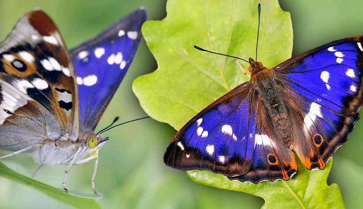 The Purple Emperor: A Vulture Amongst Butterflies