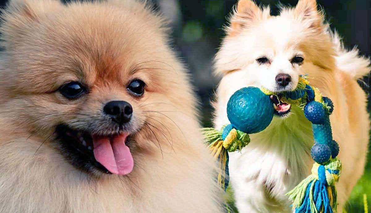 How Much Exercise Does My Pomeranian Need?
