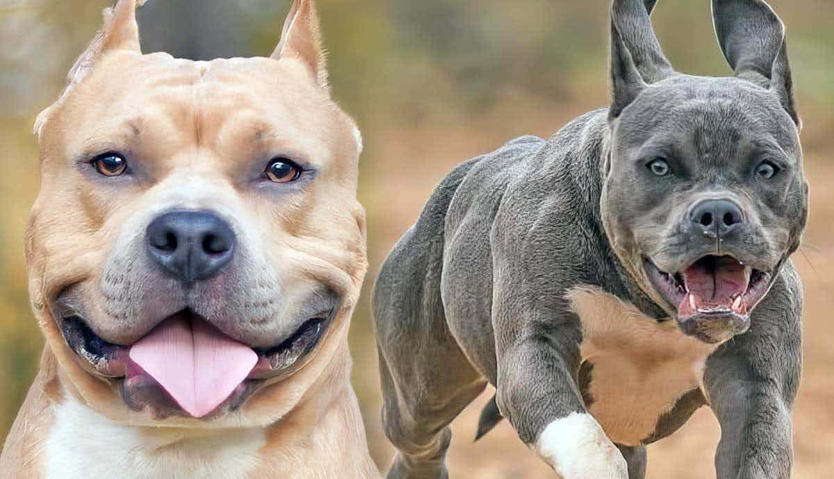The Truth About Pitbulls: 12 Surprising Facts