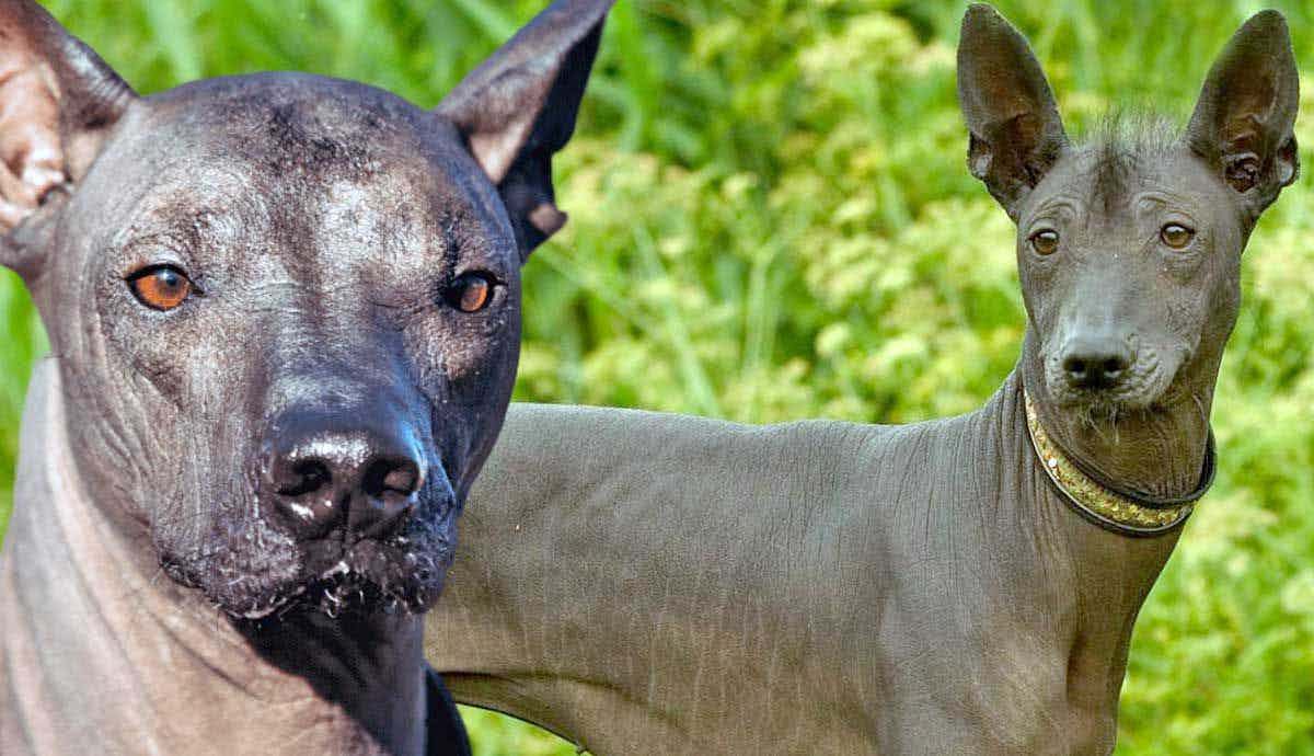12 Facts About the Xoloitzcuintli: The Mexican Hairless Dog