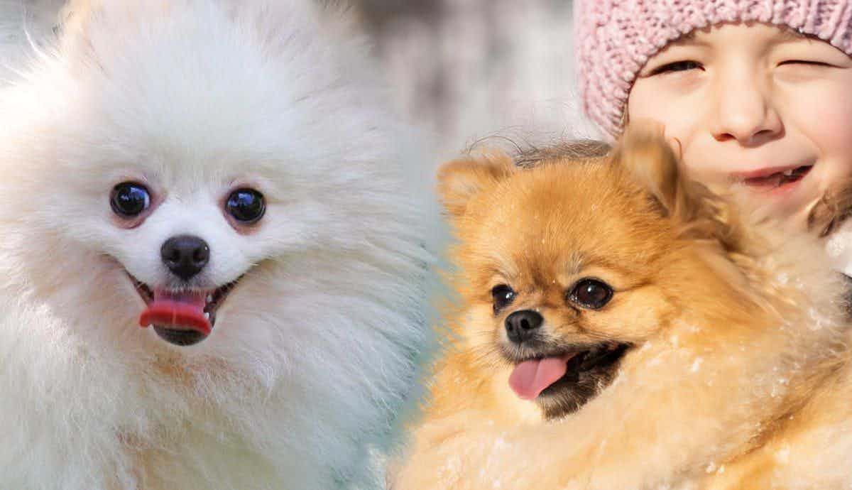 Are Pomeranians Good with Children and Other Pets?