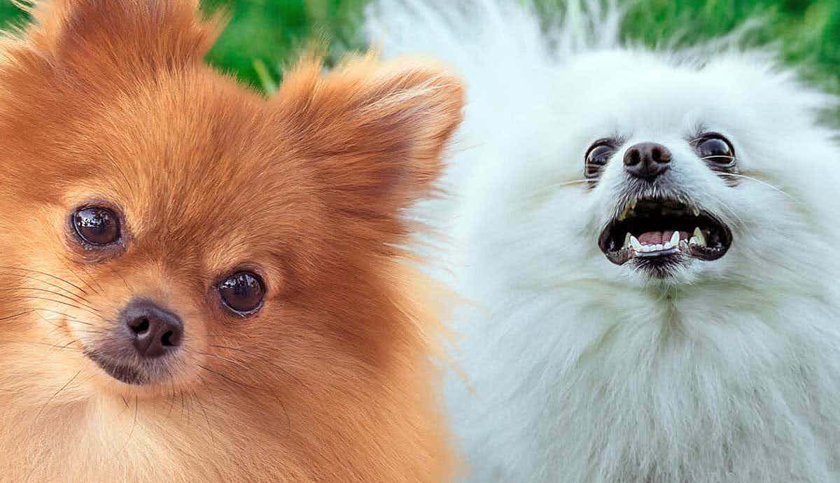 Why Do Pomeranians Bark So Much?
