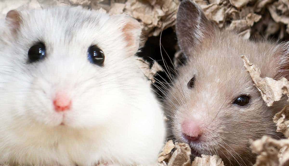 Nighttime Habits: Are Hamsters Truly Nocturnal?