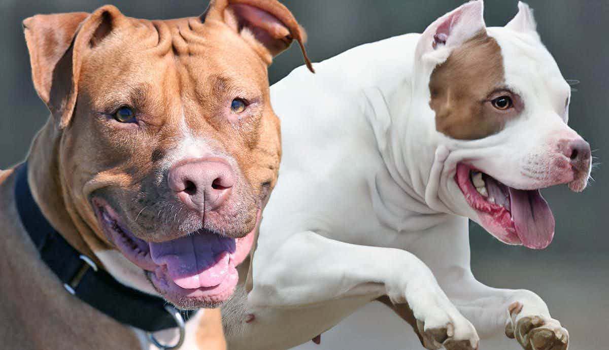 How Did Pitbulls Earn Their Reputation as Aggressive Dogs?