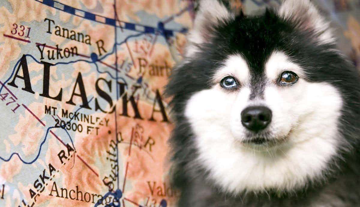 The Alaskan Klee Kai: Pocket Sized Husky?