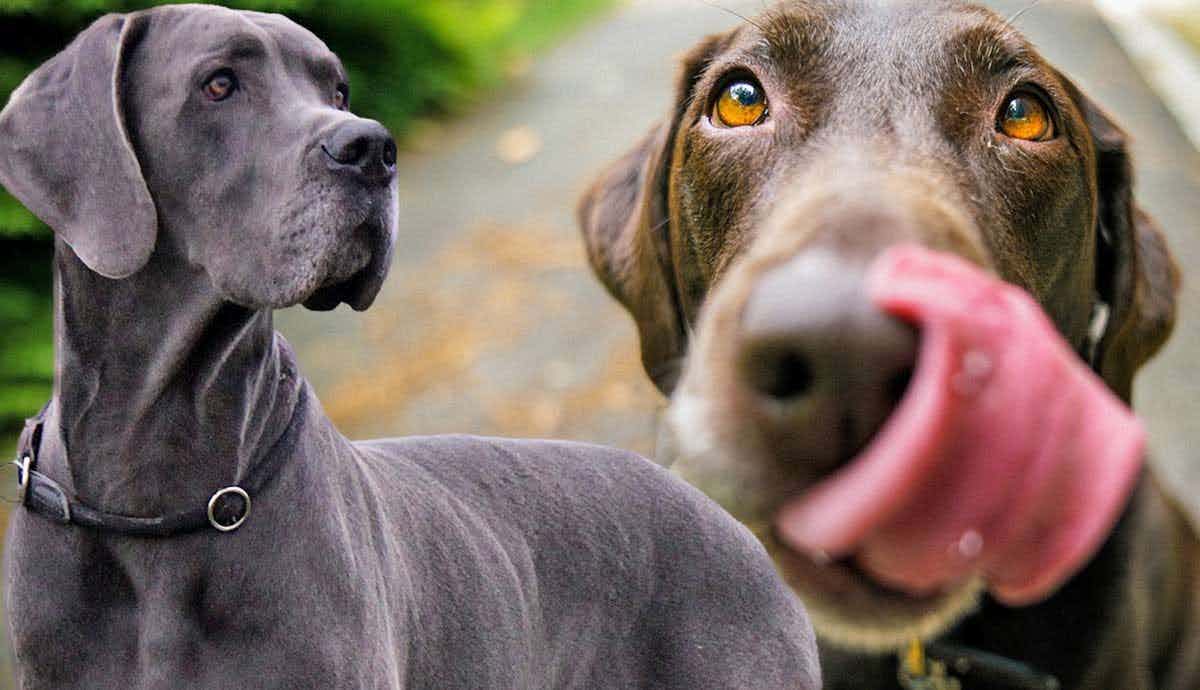 7 Misconceptions About Big Dogs
