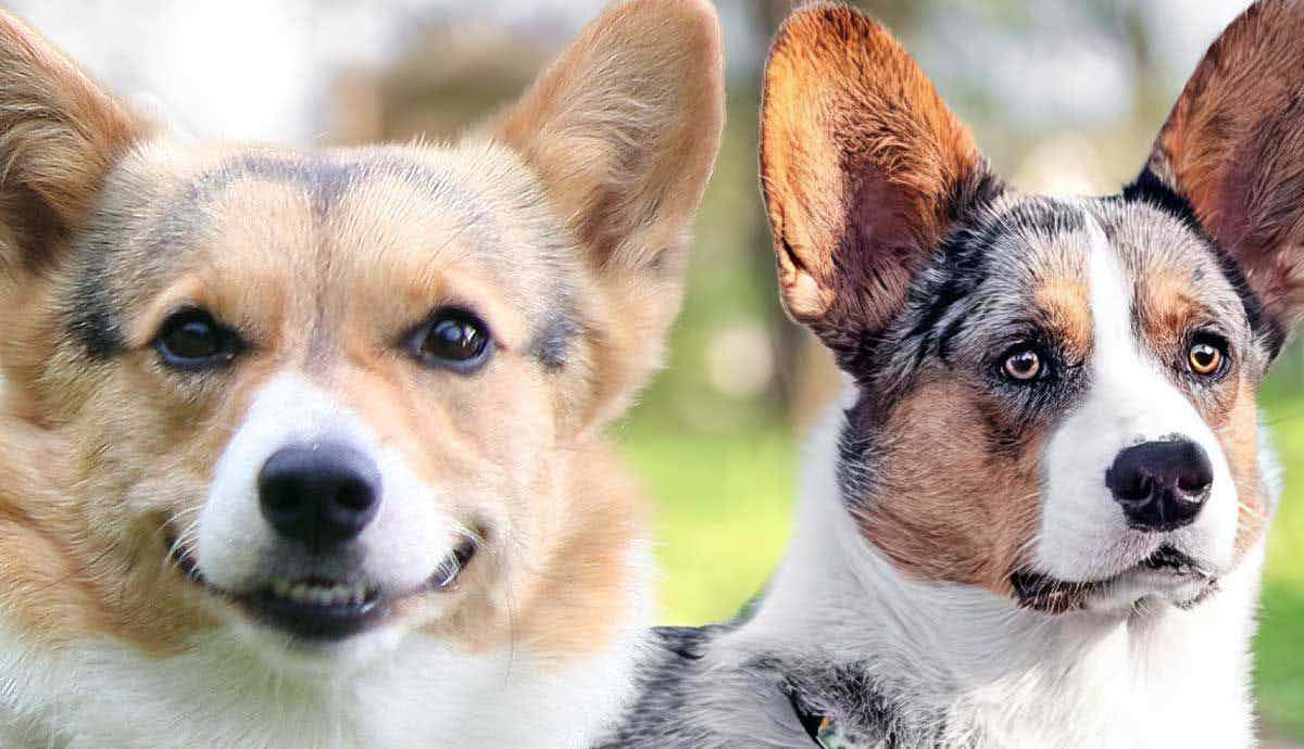 Pembroke vs. Cardigan: Breakdown of the Welsh Corgi