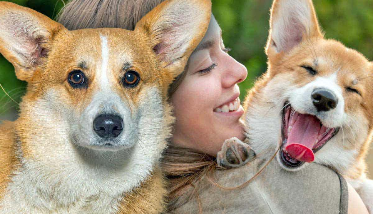 Why Are Corgis and Dachshunds So Short?