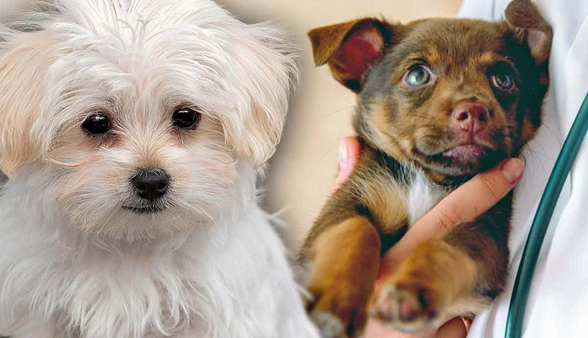 Hypoglycemia and Small Breed Puppies