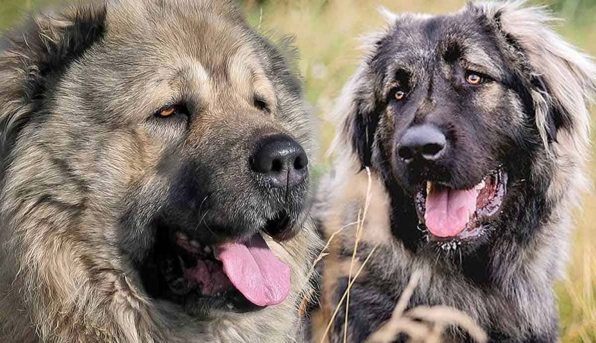 The Caucasian Shepherd Dog: Big Woofs, Big Hearts