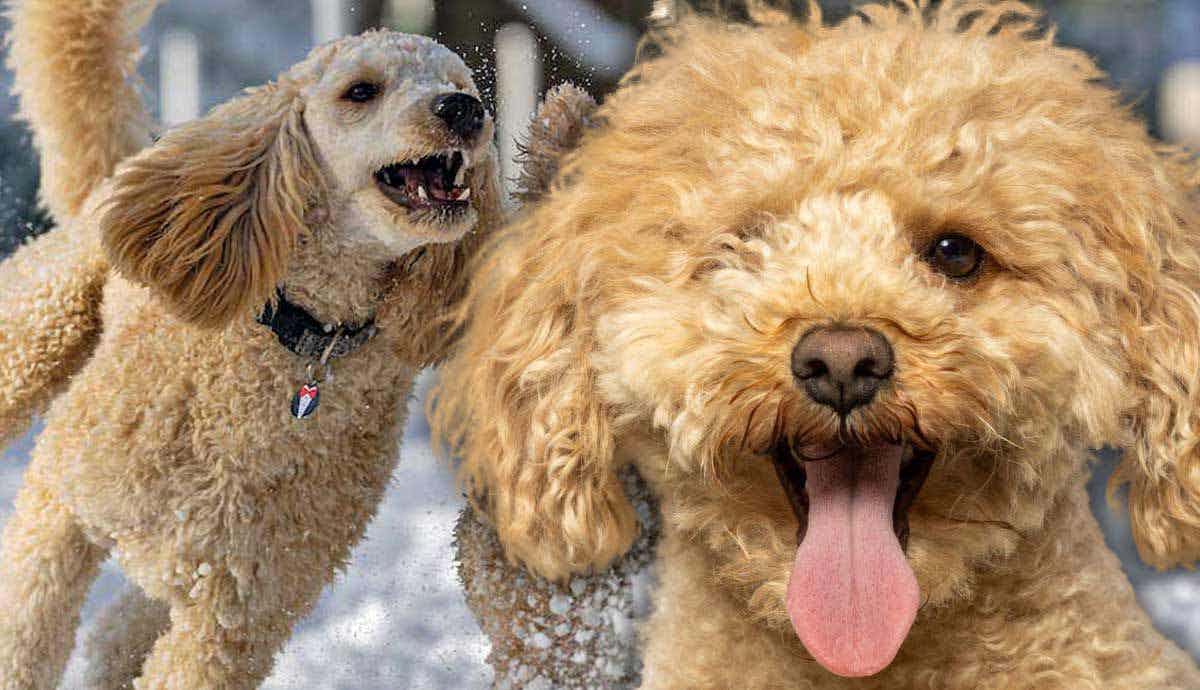 Poodles Unleashed: Elegance, Intelligence, and Canine Charm!