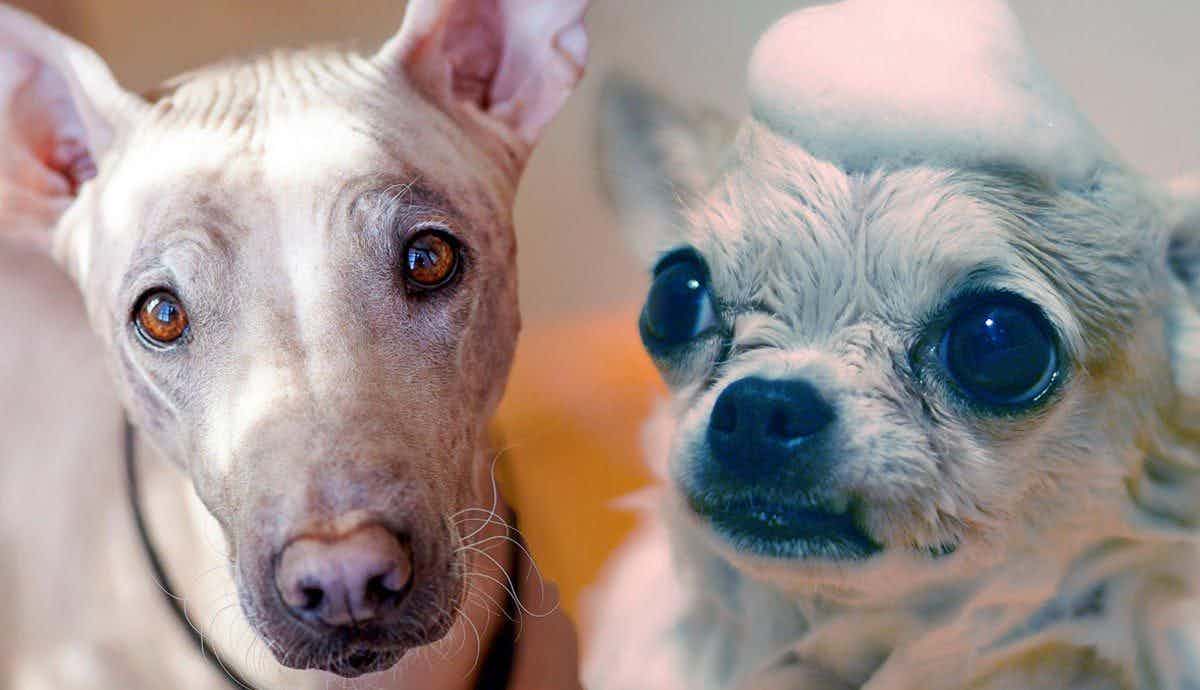 Do You Have to Groom a Hairless Dog?