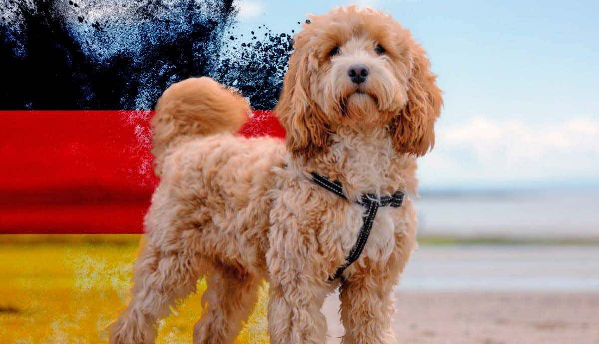 What’s a French Poodle? An Insider’s Guide