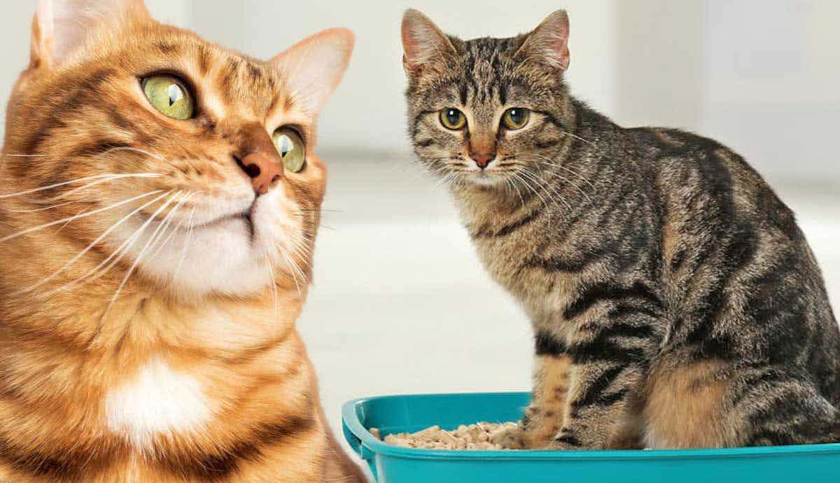5 Useful Tips for Cat Litter Transition