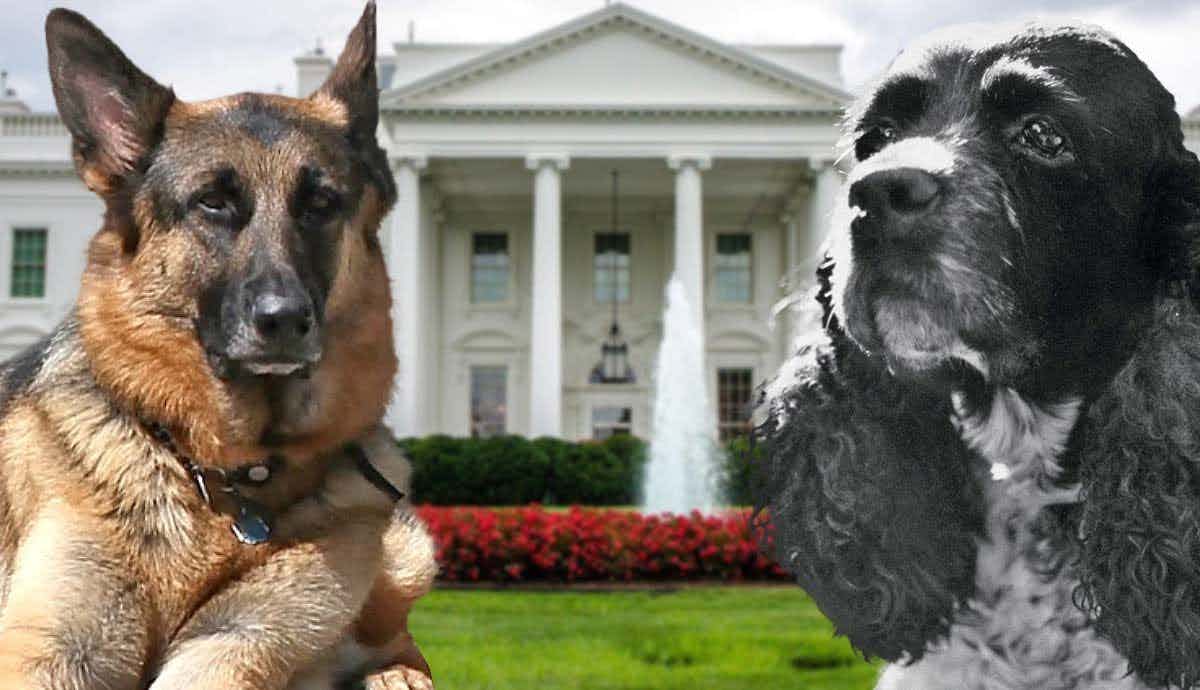 The 6 Most Famous Presidential Dogs